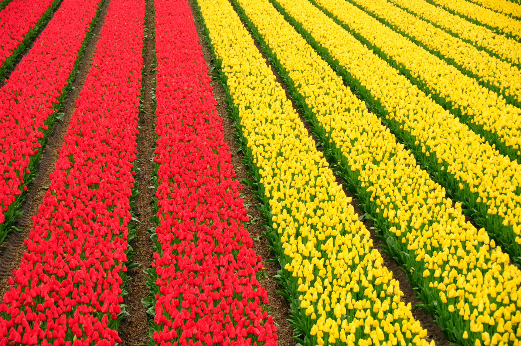 134_netherlands.jpg