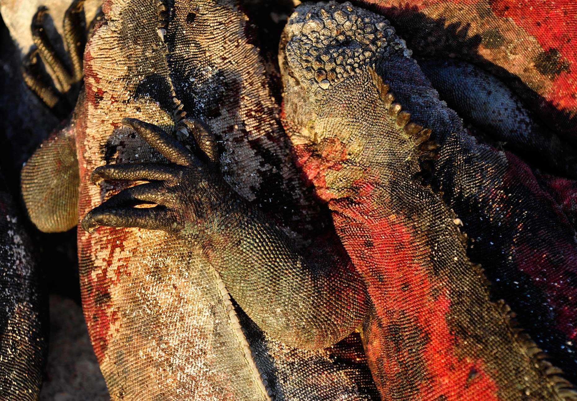 MEwildlife09.jpg